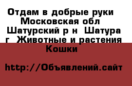 Отдам в добрые руки - Московская обл., Шатурский р-н, Шатура г. Животные и растения » Кошки   
